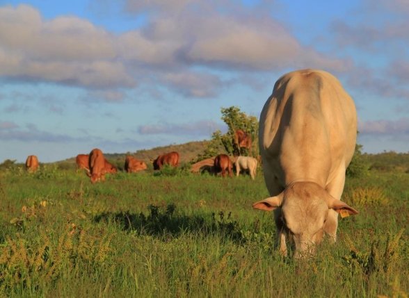 Tuli-Cattle-Society-Southern-Africa-Zimbo-Tuli-White-cow and-Herd-Scenic